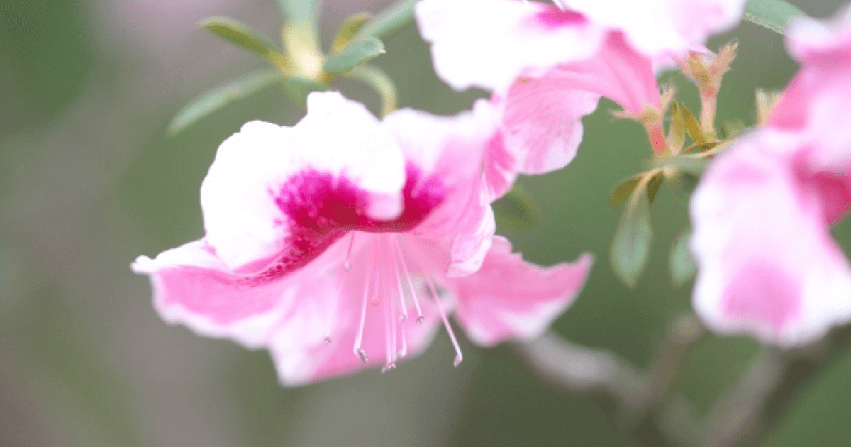 アザレアの花言葉-怖い意味-色別