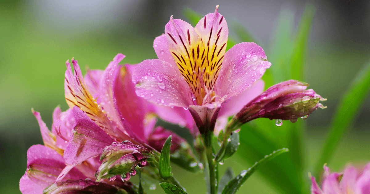 アルストロメリアの花言葉-怖い意味-色別