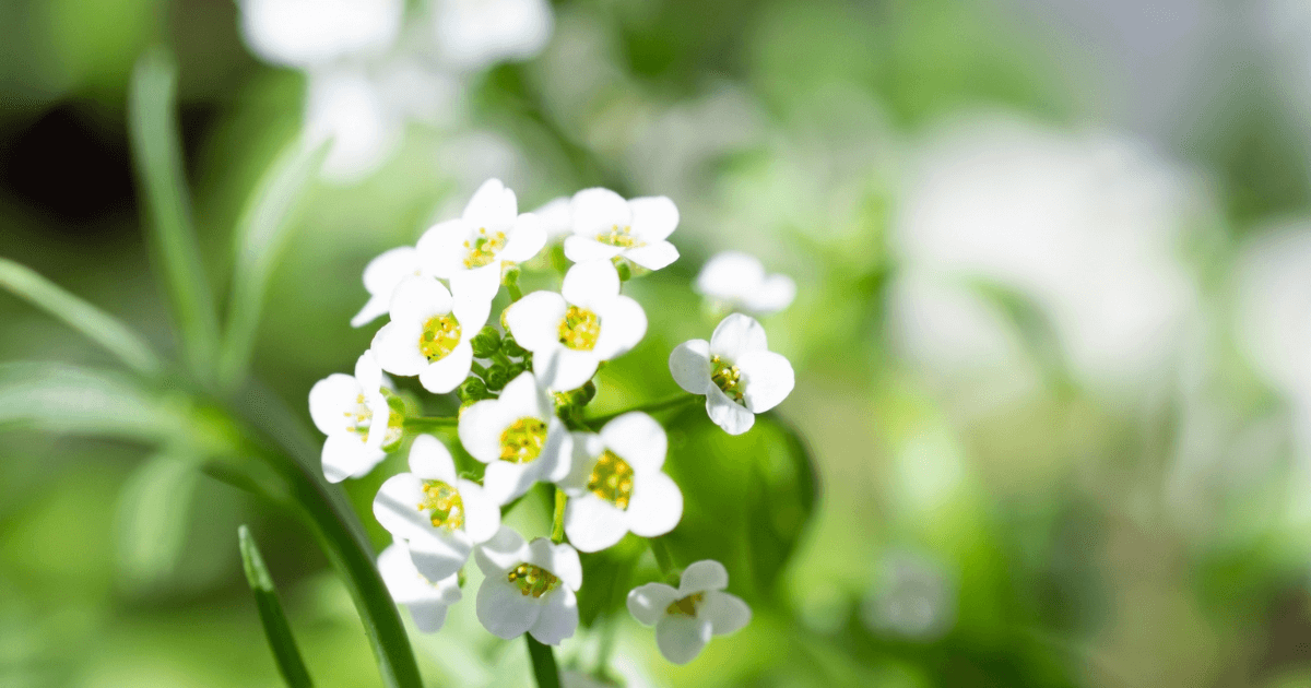 1月12日の誕生花-その由来