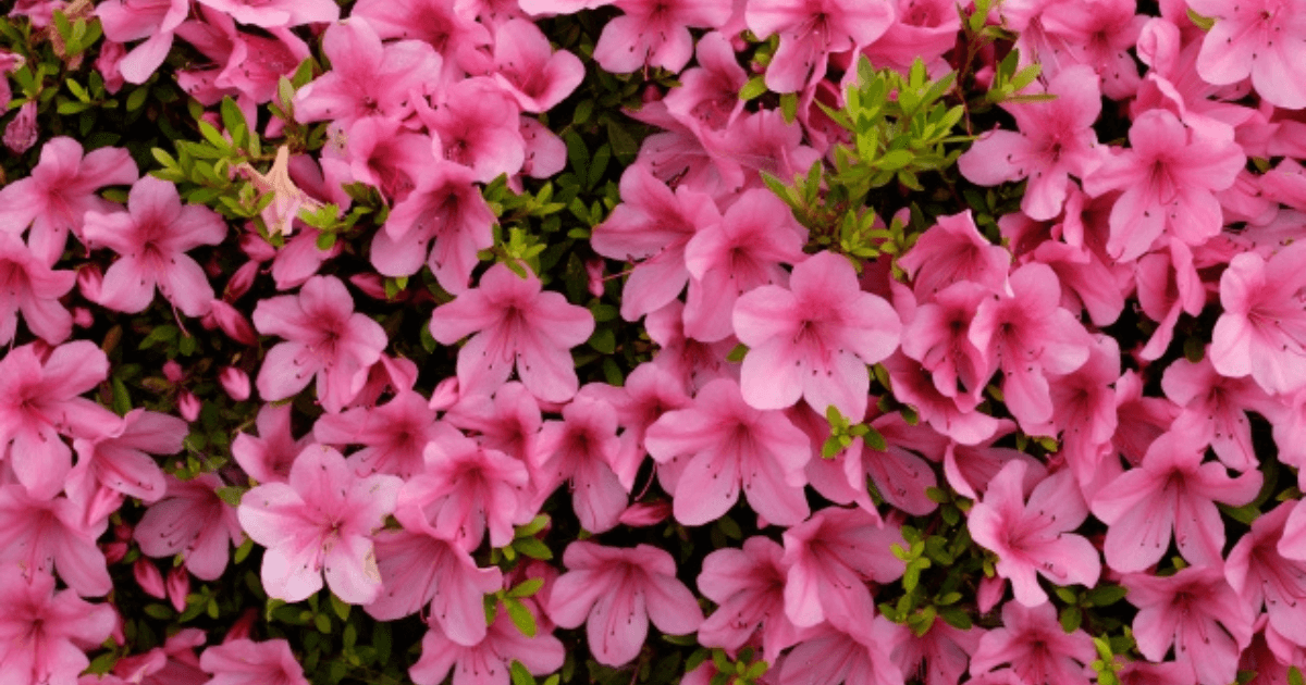 皐月（サツキ）の花言葉-怖い意味・色別