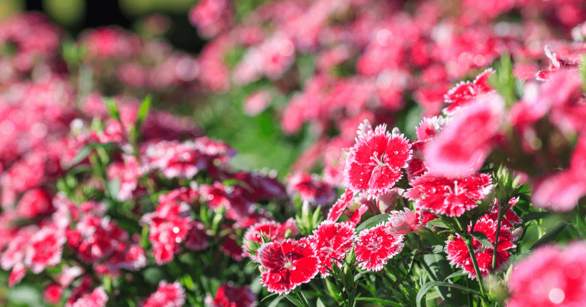 ナデシコの花言葉-怖い意味-色別