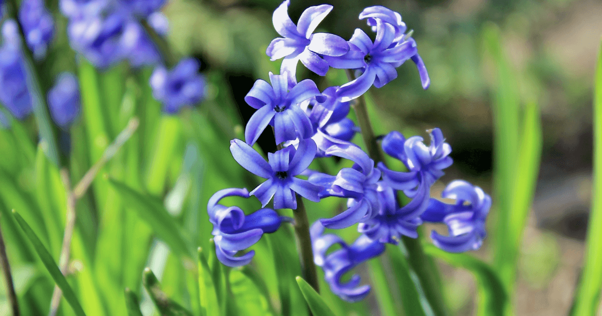 ヒヤシンスの花言葉-怖い意味-色別