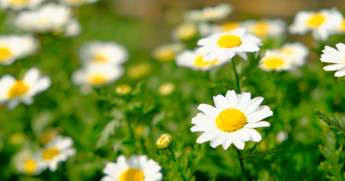 マーガレットの花言葉-怖い意味-色別