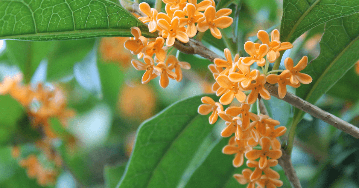 金木犀（キンモクセイ）の花言葉-怖い意味・色別