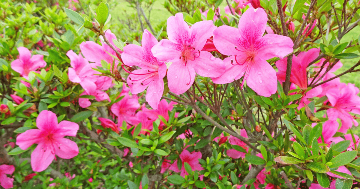 躑躅（ツツジ）の花言葉-怖い意味・色別