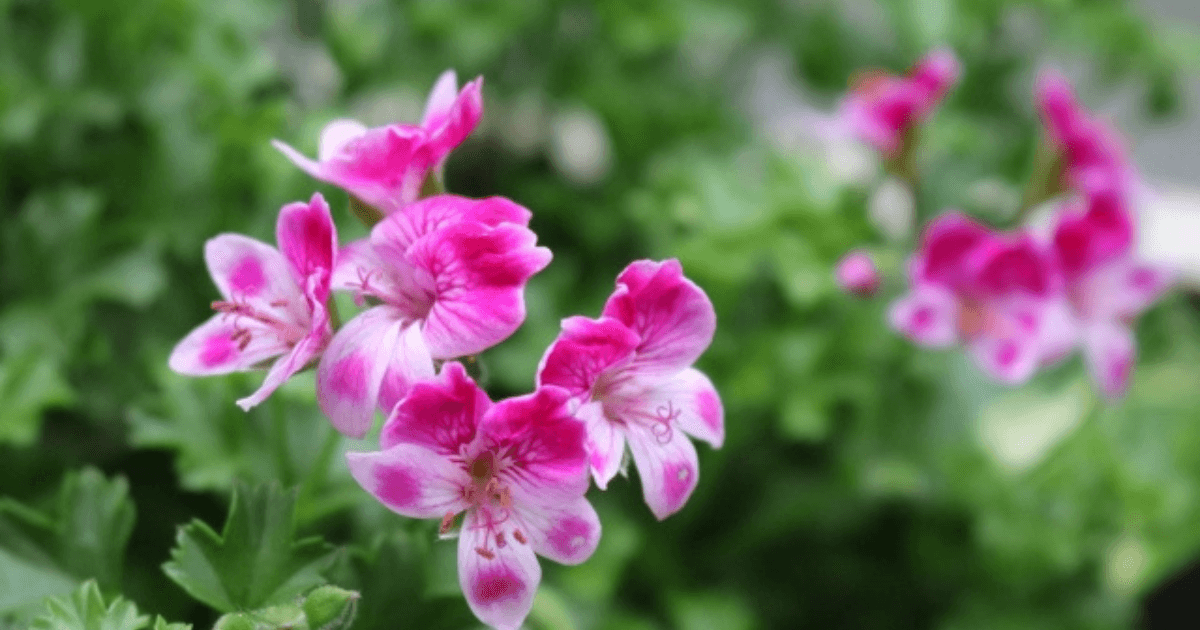 ゼラニウムの花言葉-怖い意味-色別